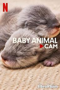 Động vật bé cưng trên camera - Baby Animal Cam (2023)